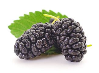 Mulberries fruit and leaves.