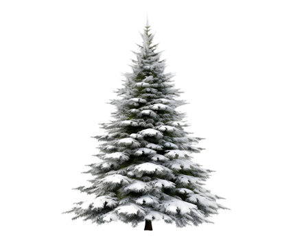 Christmas tree isolated on a white transparent background