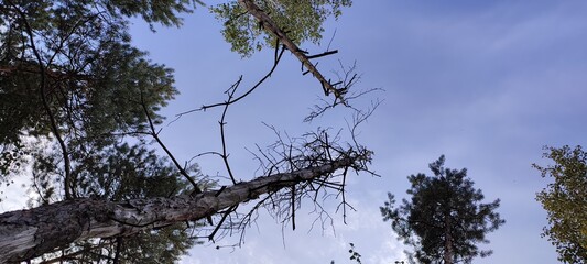 An old dead tree showing signs of burl wood, in the forest.