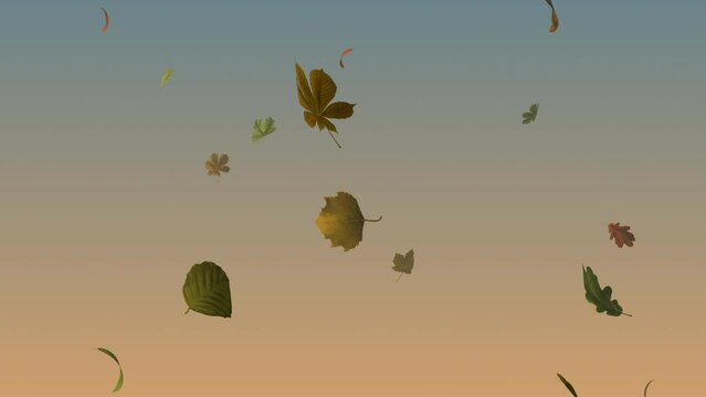 animated particles 3D oak, sycamore, horse chestnut, sweet chestnut, maple, beech, birch leaves, autumn, fall, seasonal, seamless loop with luma mattes for all leaves and for foreground only 