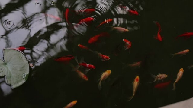 Top view of the  colorful goldfish and koi fishes swimming in a backyard koi pond during daytime