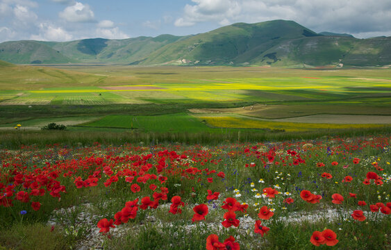 Vivid and bright colors of the flowering in the Pian Grande, Umbria region, Italy