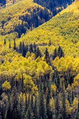 Aspen Forest on Slopes of a Mountain