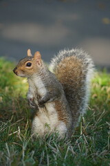 Naklejka na ściany i meble close up of squirrel in the park