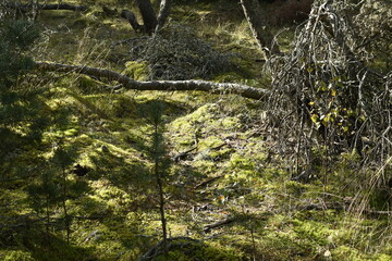 Nature is the material world of the universe, in fact — the main object of the study of natural sciences.