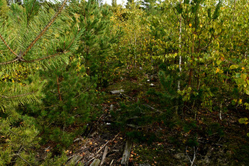 Obraz premium Nature is the material world of the universe, in fact — the main object of the study of natural sciences.