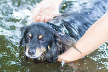 Black dog swimming in a water in hot summer day.