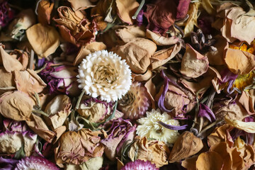 Dried flowers and petals. Floral decor.