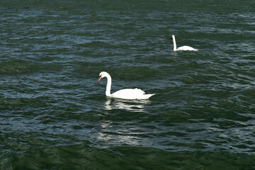 Animals - traditionally (since Aristotle) distinguished category of organisms, currently considered as a biological kingdom. Animals are the main object of study of zoology.