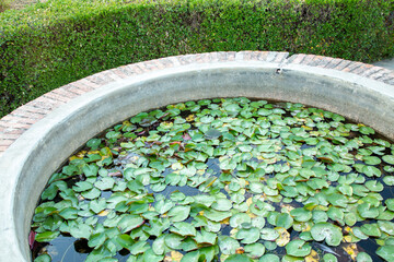 Big basin full of nymphea leaves