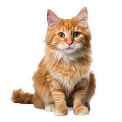 Fototapeta premium red cat on a white background