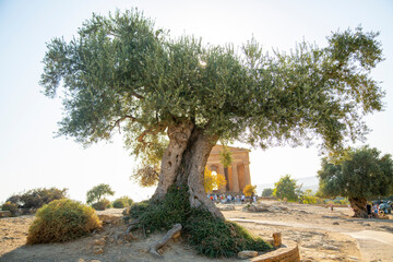 Olive tree in front of Greek temple