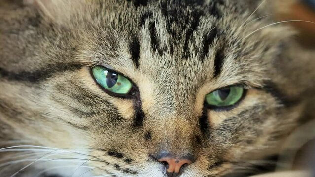 Close up shot of a cute young Maine Coon mixes