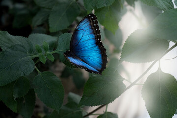 blue and light blue black butterfly sitting on a leaf