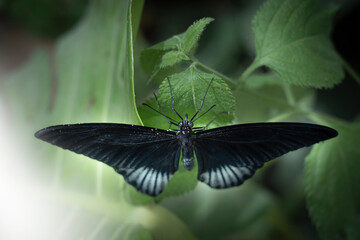 black butterfly with detail in the eyes