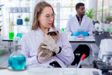 Fototapeta premium Scientist or pharmacist do research chemical ingredients test on animal in laboratory. rabbit in scientific lab experiment.