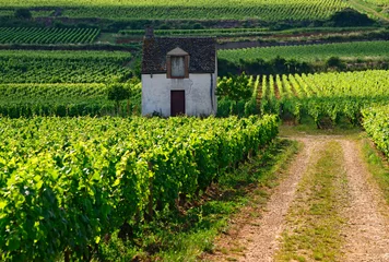Photo sur Aluminium Vignoble Beaune, Cote de Beaune, Cote d'Or, Burgundy, France, Europe -  landscape with famous vineyards and cabotte hut - name of former winegrower's cabin