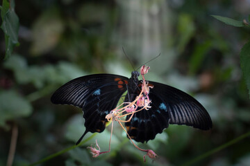 black and red butterfly resting on a fuchsia flower