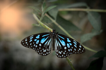 celestial blue and black butterfly resting on a branch