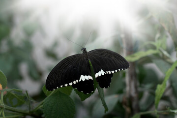 black butterfly with white stripes resting on a branch and sunbeams