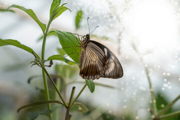 butterfly resting on a plant with bright bokeh