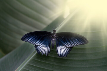 blue and white butterfly sitting on a leaf with sunbeams