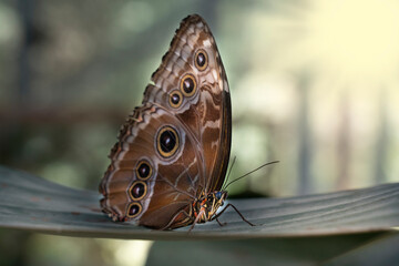 brown butterfly sitting on a leaf