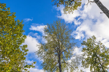 Beautiful view of tops of yellow-green forest trees on autumn day on backdrop blue sky with white clouds background. Sweden.