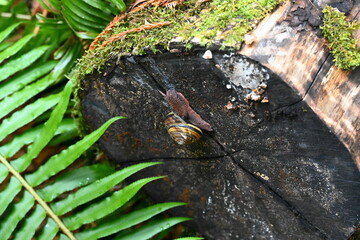 Snail in Redwoods National Forest, California.