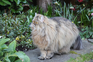 Persian Grey Cat exploring garden and grass