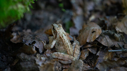 Frog back