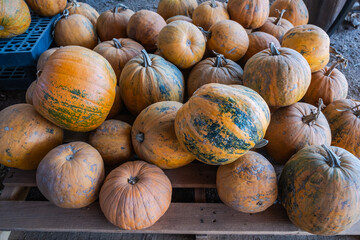 Pumpkins for Thanksgiving