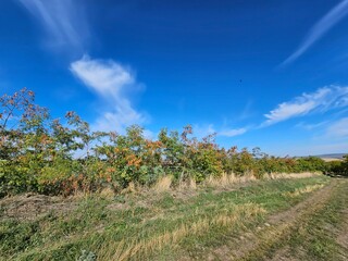 Obraz premium A grassy area with trees and blue sky