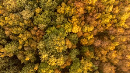 Bonjour l'Automne