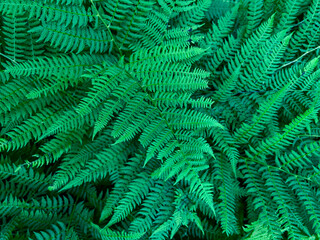 Fototapeta na wymiar Green fern growing in summer. Fern with green leaves on a natural background. Texture background. Wildlife, forest.