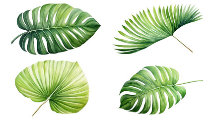 Set of Watercolor Tropical spring green leaves elements set isolated on transparent background, bouquets greeting or wedding card invitation, decoration clip art mock up.