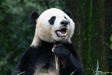 Closed up Giant Panda return from USA