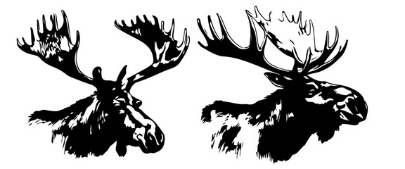 Vintage engraving of isolated moose set illustration ink sketch. Wild elk deer background vector art, isolated on white background. - obrazy, fototapety, plakaty