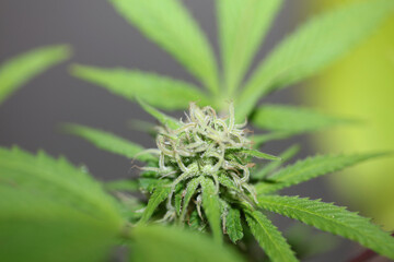 Cannabis flowering blue sunset outdoor garden close up medical grass macro background high quality...
