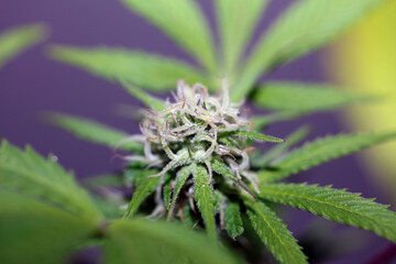 Cannabis flowering blue sunset outdoor garden close up medical grass macro background high quality botanical instant stock photography fifty megapixels printings