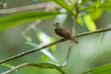 The brown-breasted flycatcher or Layard's flycatcher (Muscicapa muttui) is a small passerine bird in the flycatcher family Muscicapidae.