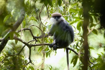 The purple-faced langur (Semnopithecus vetulus) is eating food, a species of Old World monkey endemic to Sri Lanka. It is a long-tailed arboreal species, identified by a mostly brown dark face.