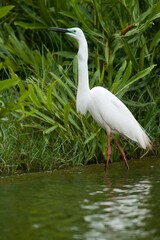 Fototapeta premium The great egret (Ardea alba), also known as the common egret, large egret, or (in the Old World) great white egret