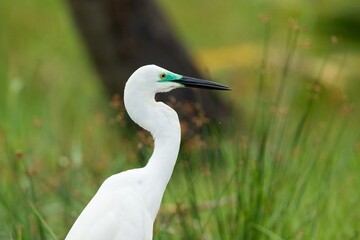 The great egret (Ardea alba), also known as the common egret, large egret, or (in the Old World) great white egret