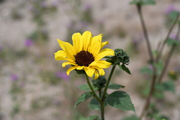 Obraz premium Sunflower in the Tahoe National Forest.