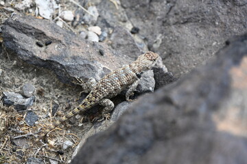 Canyon Lizard in rural Nevada.
