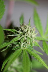 Cannabis flowering blue sunset outdoor garden close up medical grass macro background high quality botanical instant stock photography fifty megapixels printings