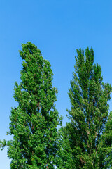 Crowns of tall green poplars. Tops of tall trees