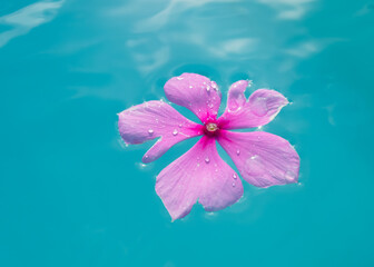 pink flower on blue water