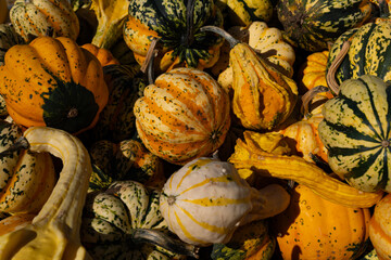 A pile of colorful pumpkins on a market. Pumpkins collection harvest. Colorful autumn background. Pumpkin farm.